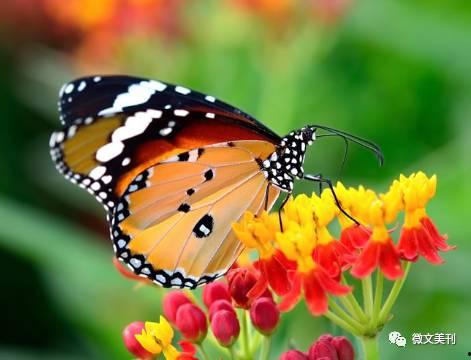 国产采精小蝴蝶,探寻自然之美与科技创新的完美融合